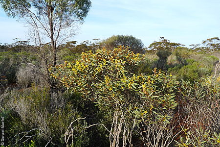 Acacia notabilis p Denzel Murfet Lake Gilles CP